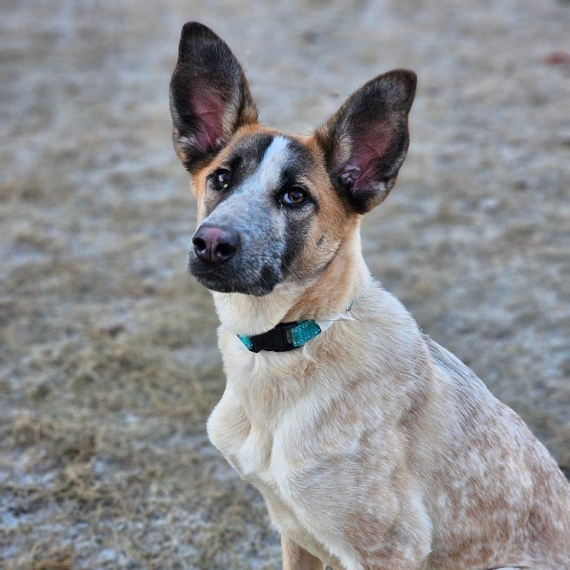 Enlarge Morning Glory, a Adoptable Australian Cattle Dog / Blue Heeler in West Saint Paul, MN image 1/10