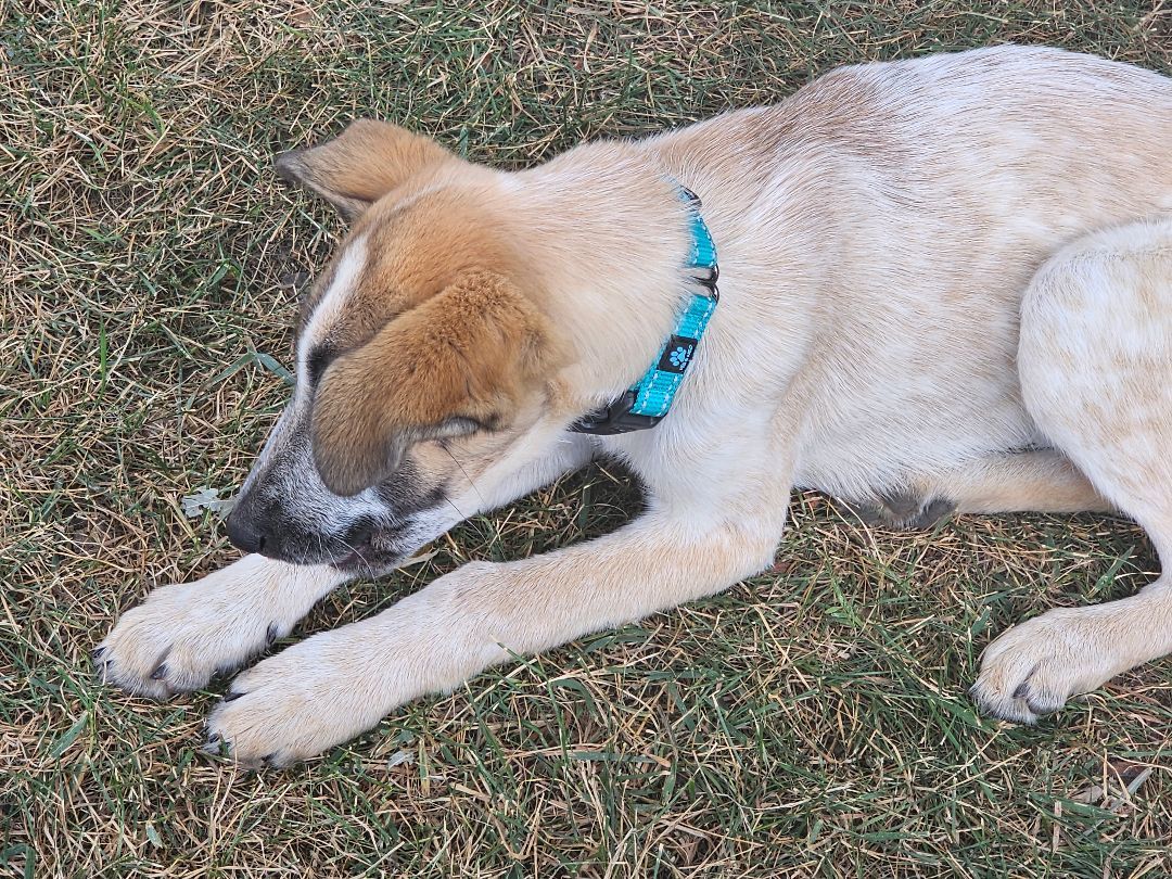 Enlarge Morning Glory, a Adoptable Australian Cattle Dog / Blue Heeler in West Saint Paul, MN image 7/10