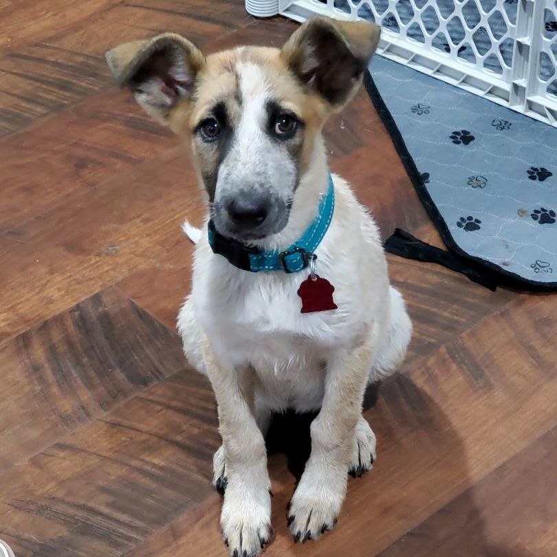 Enlarge Morning Glory, a Adoptable Australian Cattle Dog / Blue Heeler in West Saint Paul, MN image 8/10