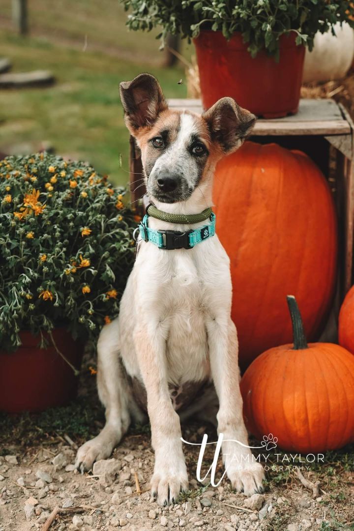 Enlarge Morning Glory, a Adoptable Australian Cattle Dog / Blue Heeler in West Saint Paul, MN image 9/10