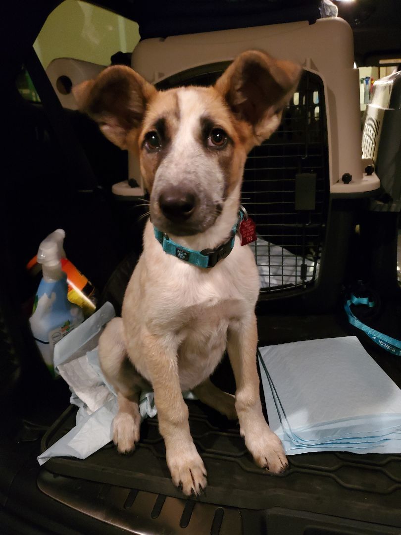 Enlarge Morning Glory, a Adoptable Australian Cattle Dog / Blue Heeler in West Saint Paul, MN image 10/10