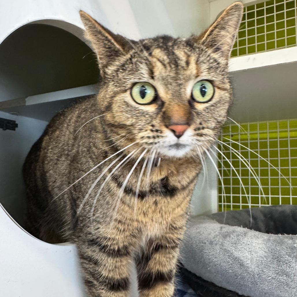 Enlarge Mochi, a Adoptable Domestic Short Hair in La Grange, KY image 1/3