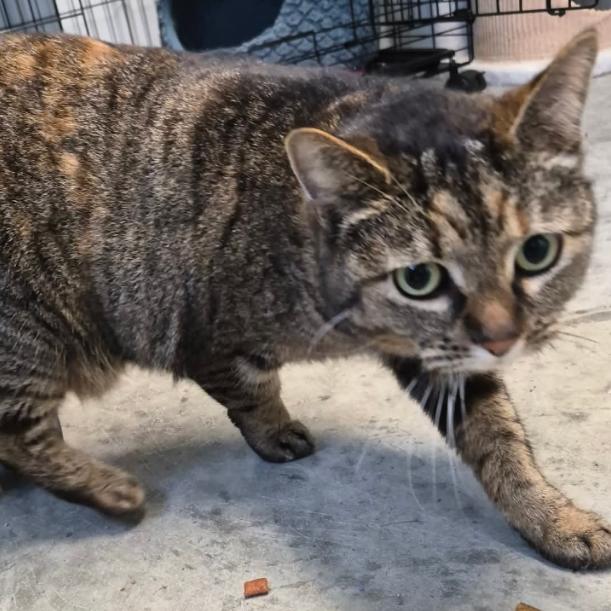 Enlarge Mochi, a Adoptable Domestic Short Hair in La Grange, KY image 2/3