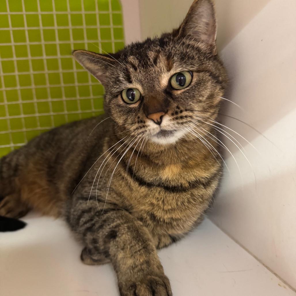 Enlarge Mochi, a Adoptable Domestic Short Hair in La Grange, KY image 3/3