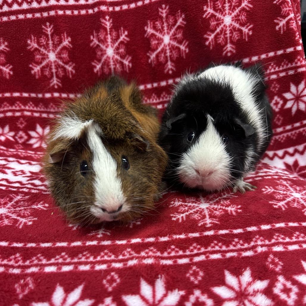 Oreo bonded to Glorg, a Adoptable Guinea Pig in Quakertown, PA image 1/4