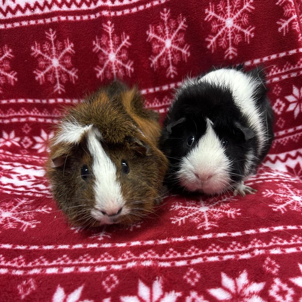 Oreo bonded to Glorg, a Adoptable Guinea Pig in Quakertown, PA image 2/4