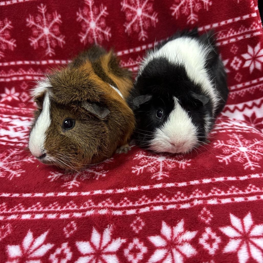 Oreo bonded to Glorg, a Adoptable Guinea Pig in Quakertown, PA image 3/4