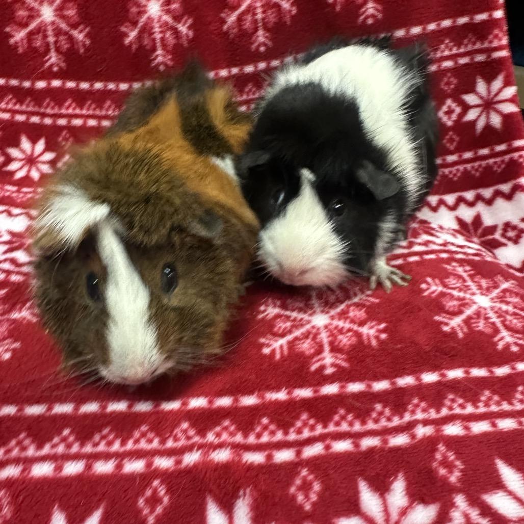 Oreo bonded to Glorg, a Adoptable Guinea Pig in Quakertown, PA image 4/4