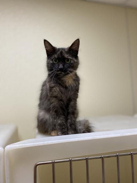 Rose, Adopted, Adult Female Domestic Medium Hair.