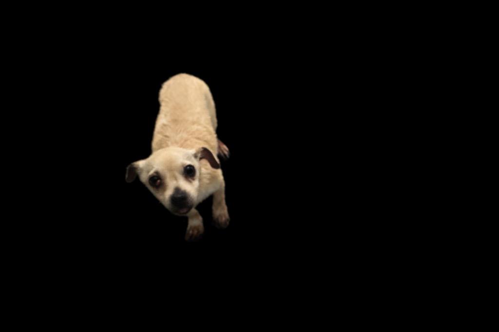 Max, Adopted, Young Male Chihuahua.