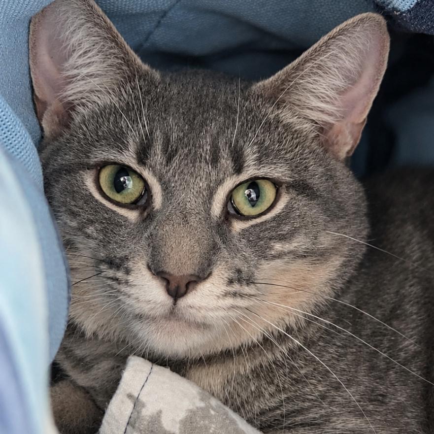 Simon, Adoptable, Adult Male Domestic Short Hair.
