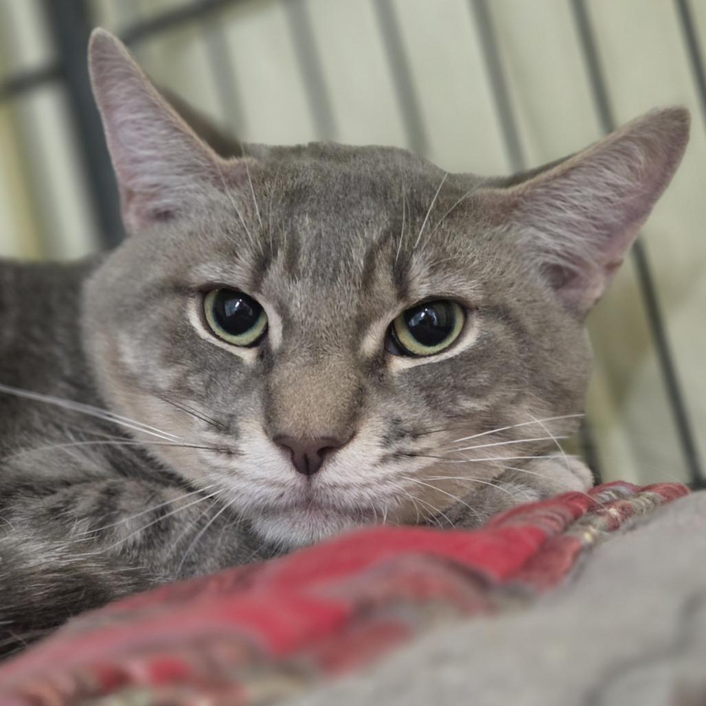 Simon, Adoptable, Adult Male Domestic Short Hair.