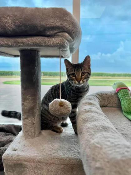 Enlarge Lida Beeda, a Adoptable mixed breed in Aberdeen, SD image 1/2