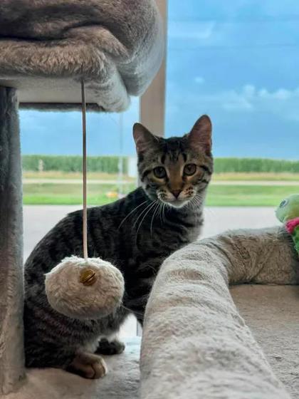 Enlarge Lida Beeda, a Adoptable mixed breed in Aberdeen, SD image 2/2