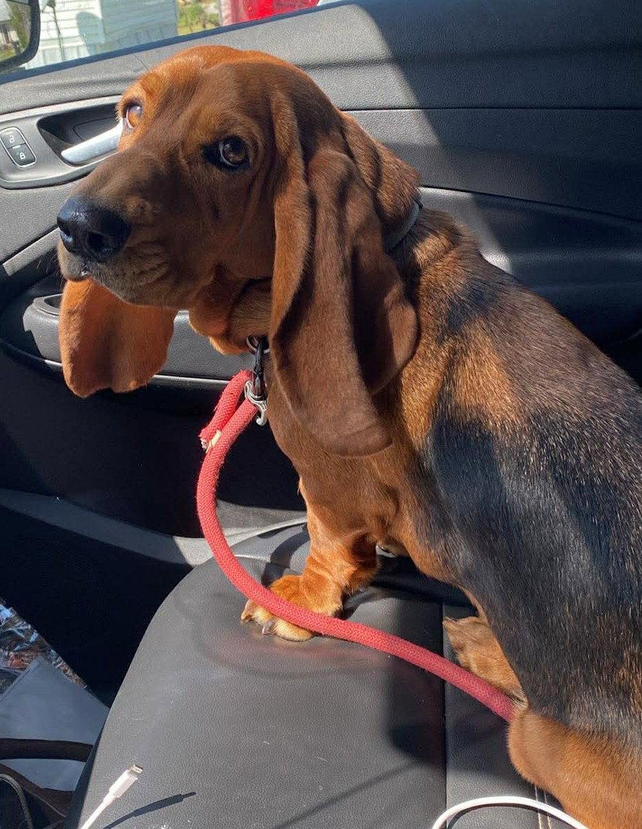 Enlarge HONEYBUN - ADOPTION PENDING!, a Adoptable Basset Hound in Mays Landing, NJ image 1/3
