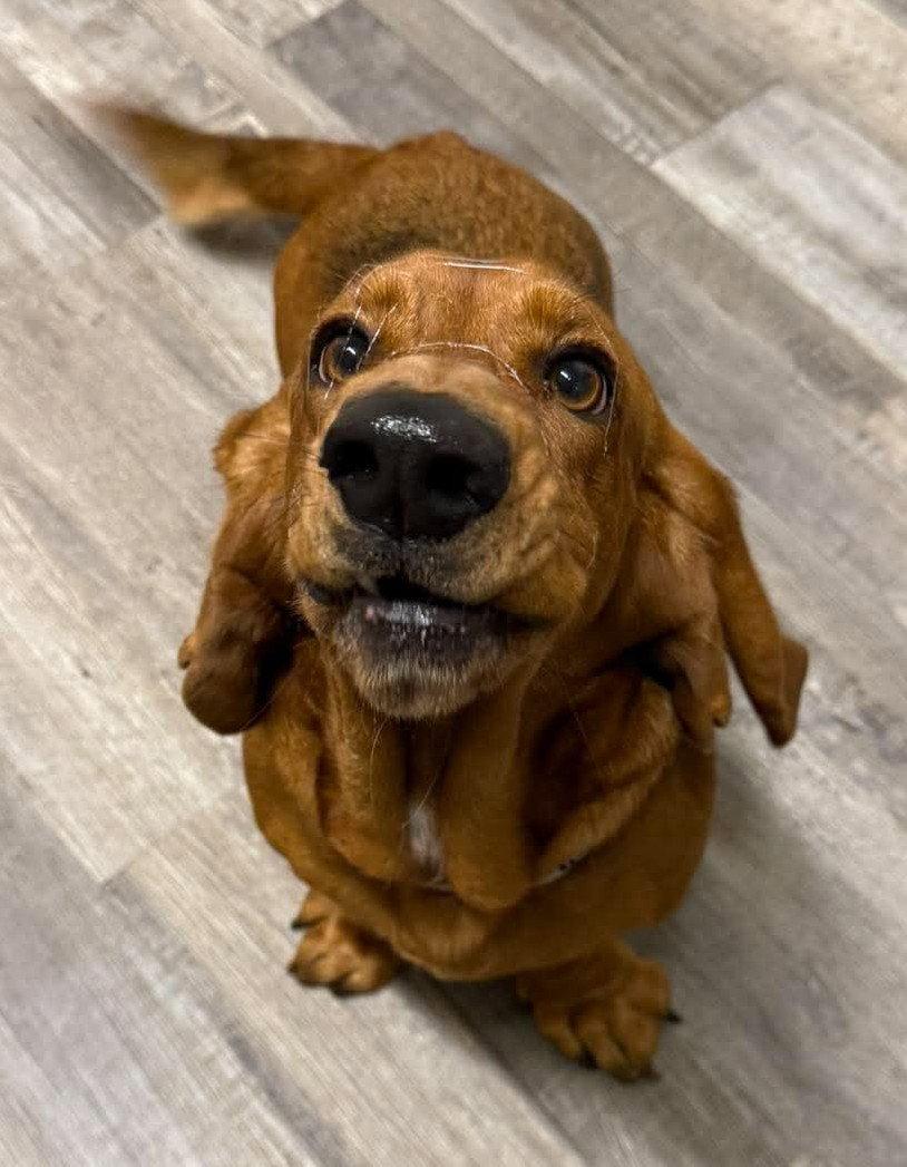 Enlarge HONEYBUN - ADOPTION PENDING!, a Adoptable Basset Hound in Mays Landing, NJ image 2/3