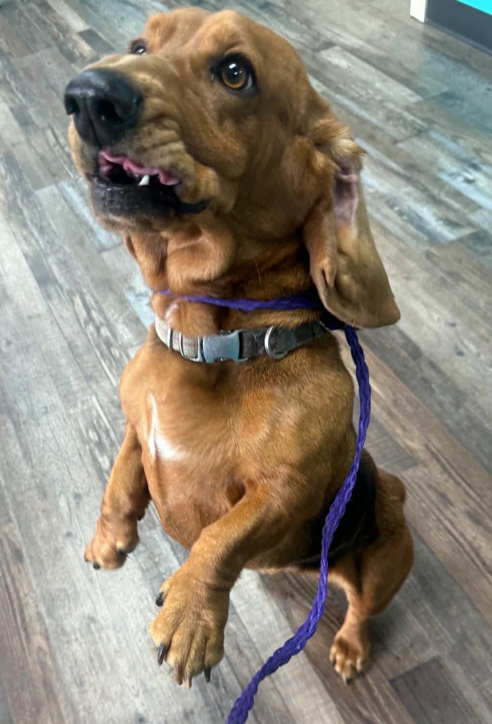 Enlarge HONEYBUN - ADOPTION PENDING!, a Adoptable Basset Hound in Mays Landing, NJ image 3/3