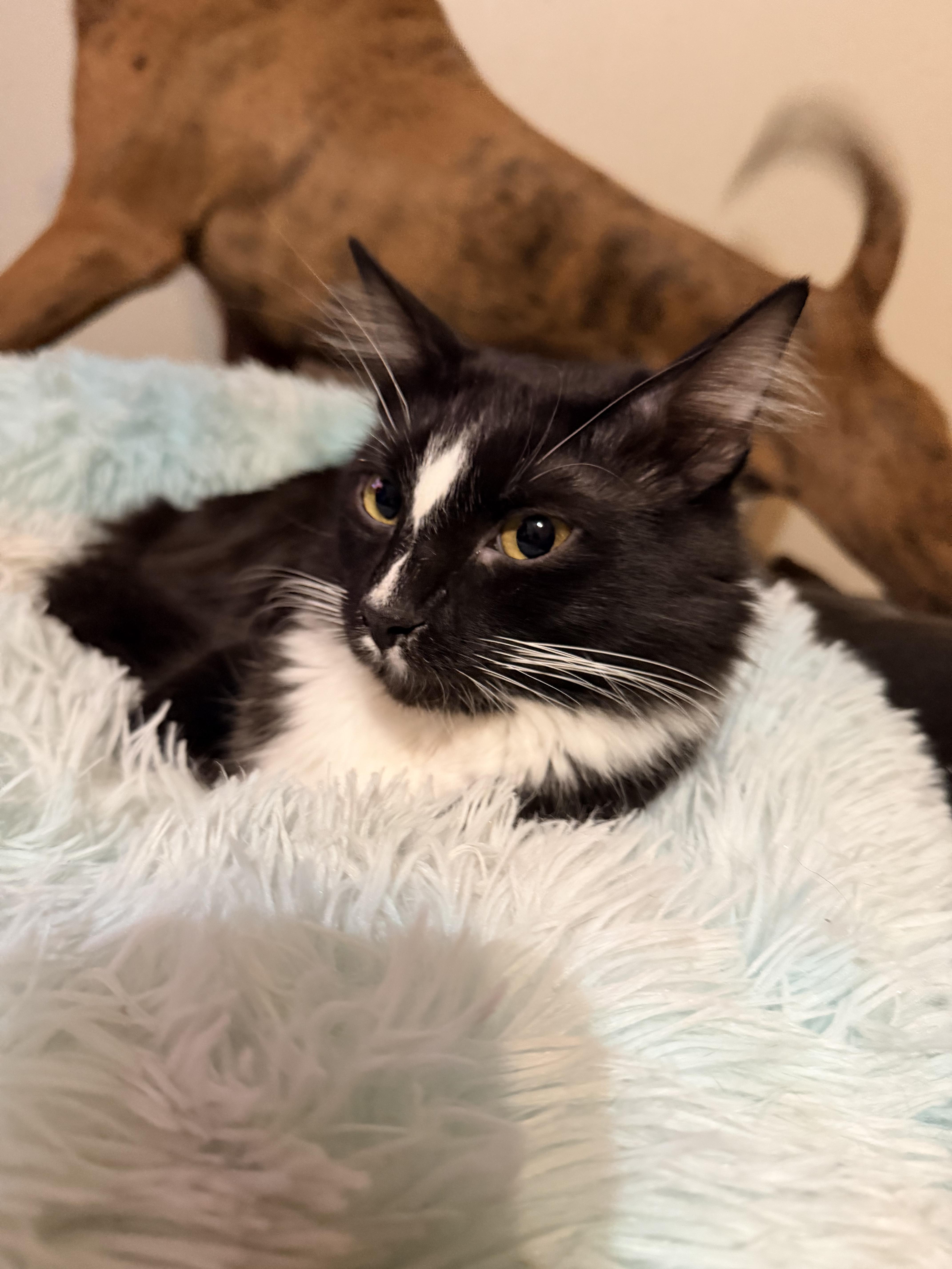 Enlarge Dash, a Adoptable mixed breed in Allen, TX image 4/6