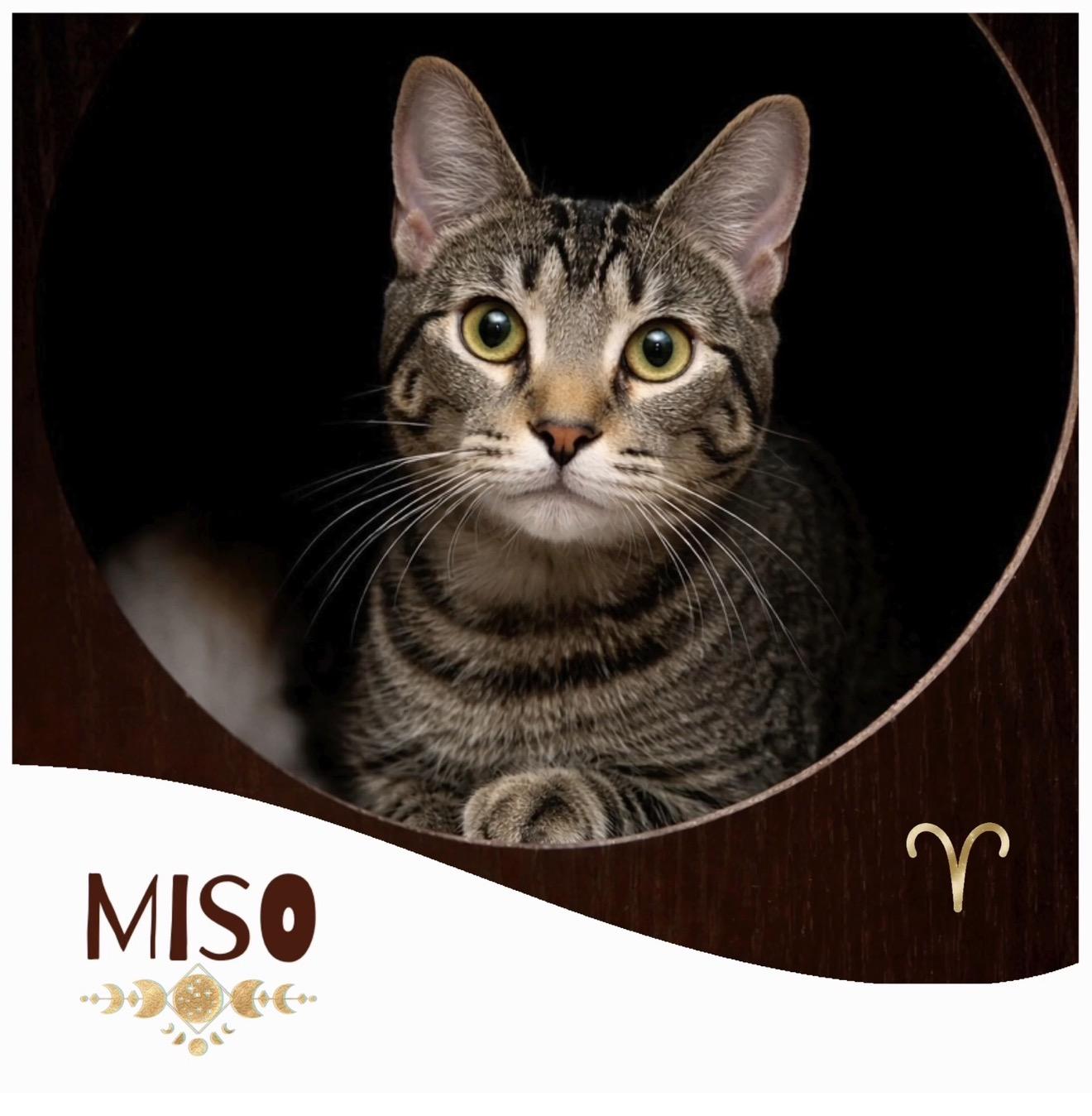 Miso Love, ADOPTABLE, Kitten Male Domestic Short Hair.