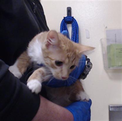 Enlarge MARYANNE, a Adoptable Domestic Short Hair in Denver, CO image 1/1