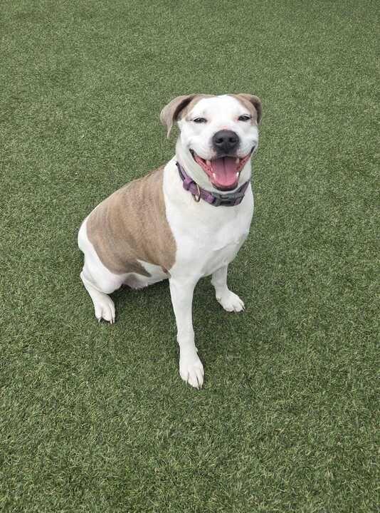 Kitana (In Foster), Adoptable, Adult Female Pit Bull Terrier.