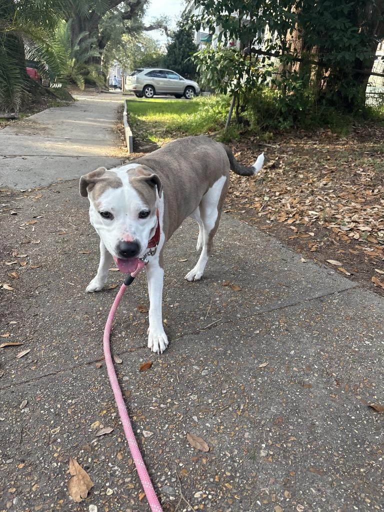 Kitana (In Foster), a Adoptable mixed breed in New Orleans, LA image 2/6