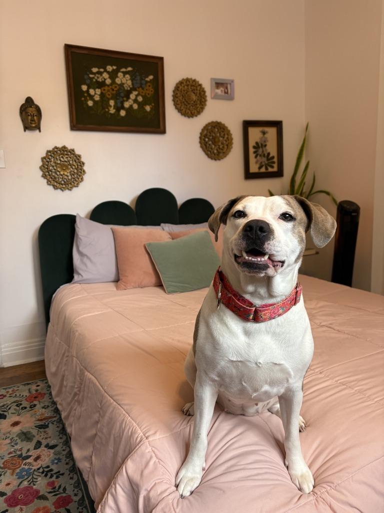 Kitana (In Foster), a Adoptable mixed breed in New Orleans, LA image 3/6