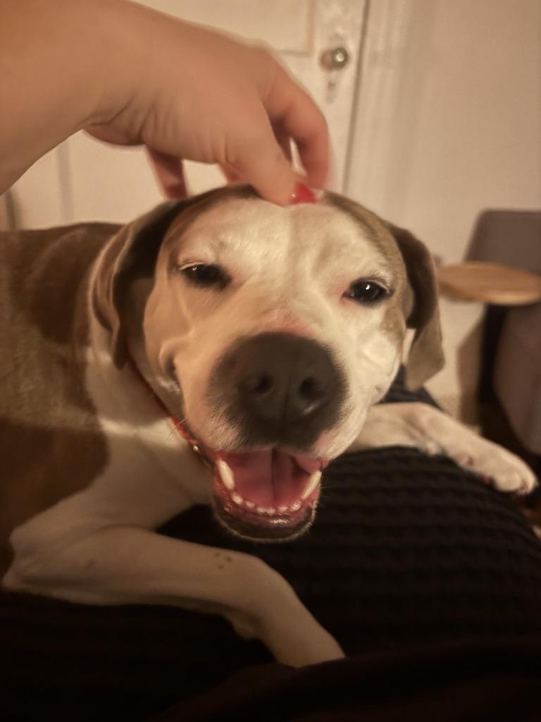 Kitana (In Foster), a Adoptable mixed breed in New Orleans, LA image 6/6