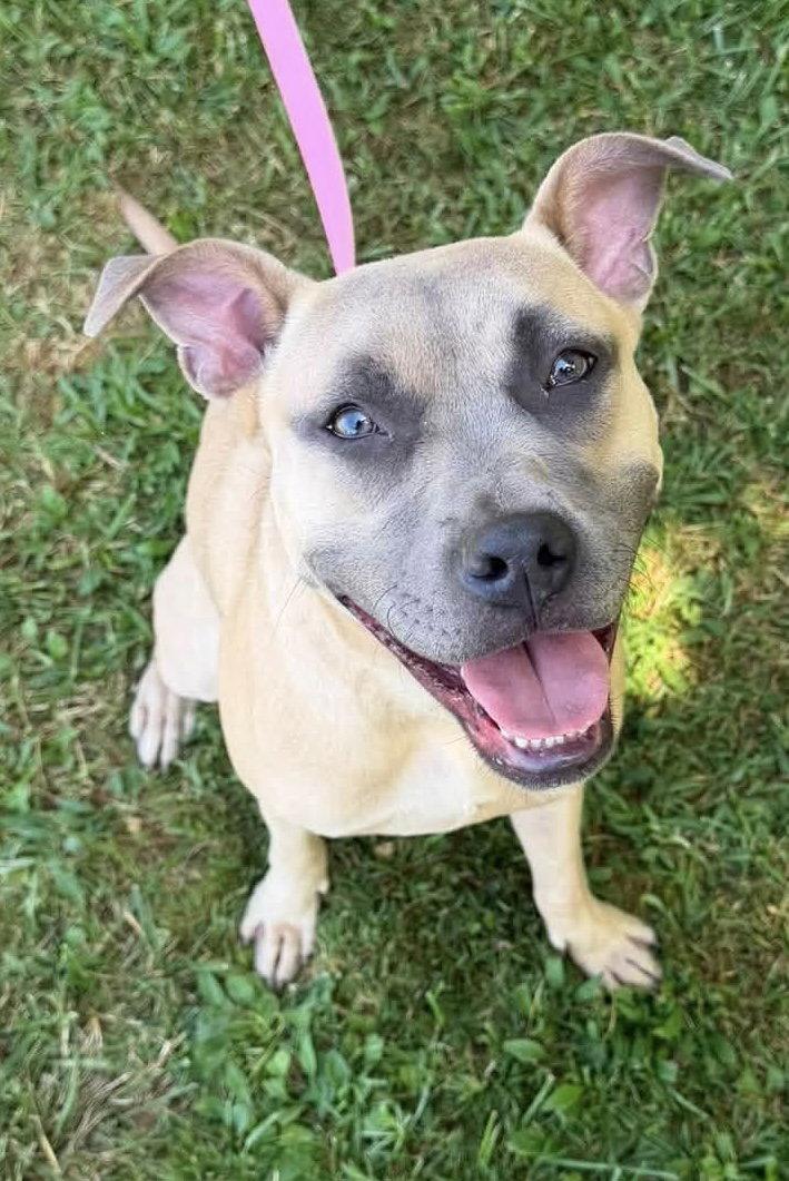Roxy, Adopted, Young Female Rhodesian Ridgeback & Pharaoh Hound.