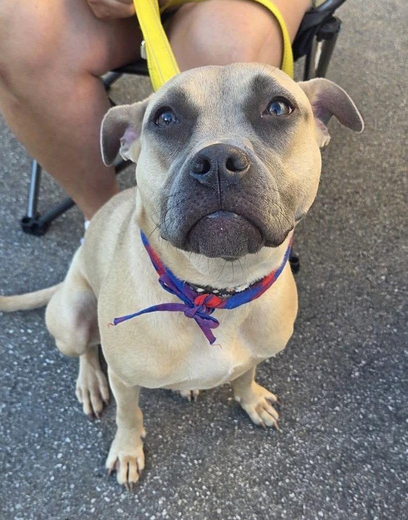 Roxy, a Adopted mixed breed in Tonawanda, NY image 2/3