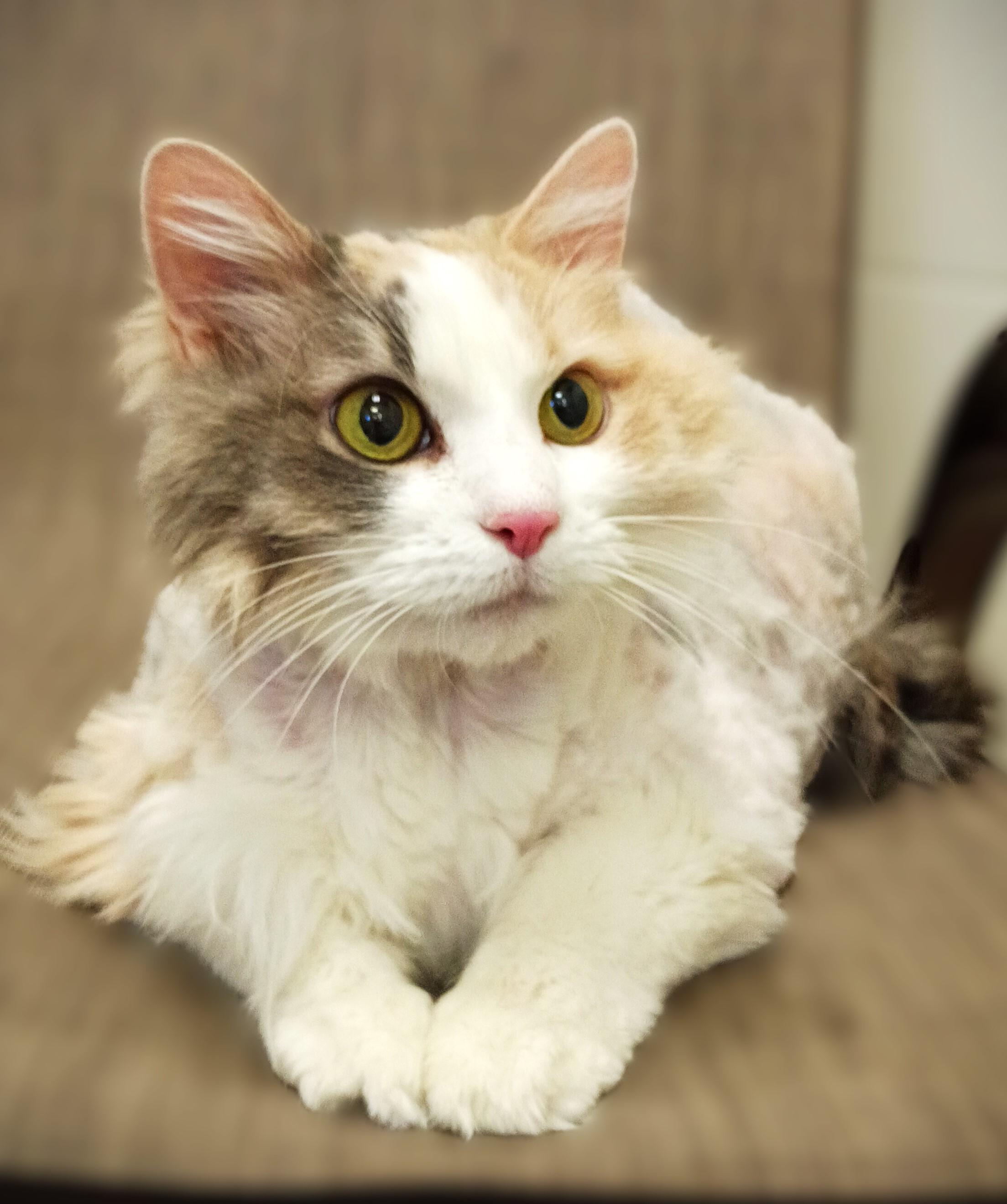 Enlarge Sada, a Adoptable Domestic Long Hair in Kearney, NE image 1/1