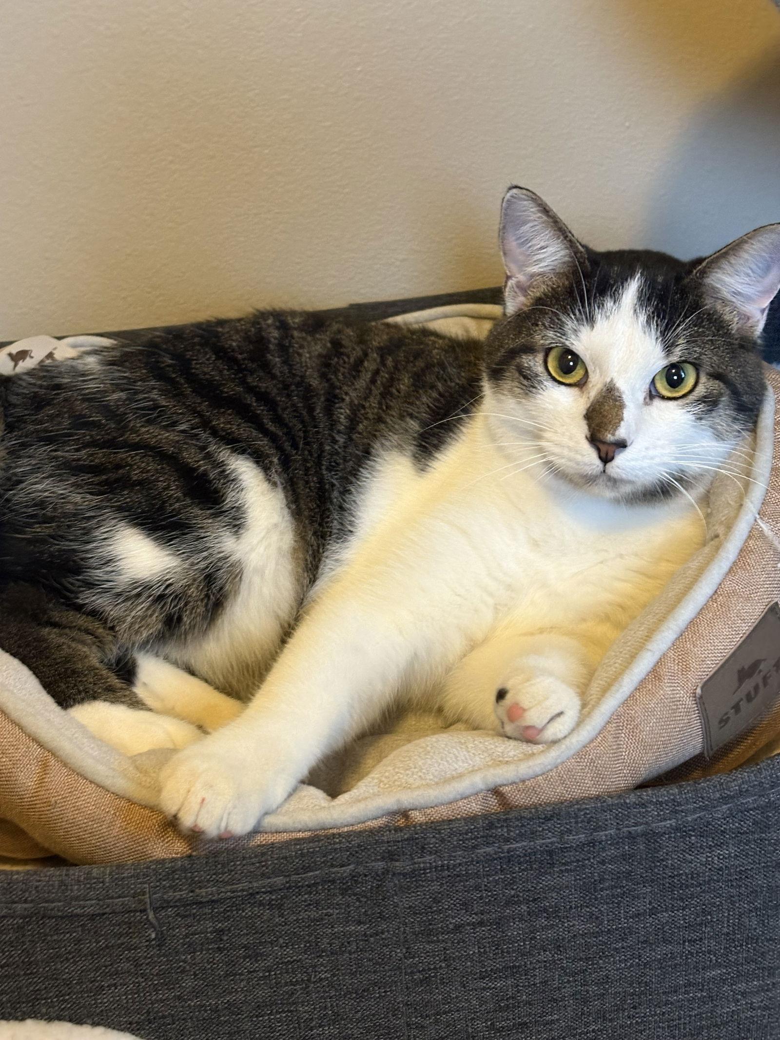 Enlarge Gucci, a Adoptable Domestic Short Hair in West Des Moines, IA image 1/3