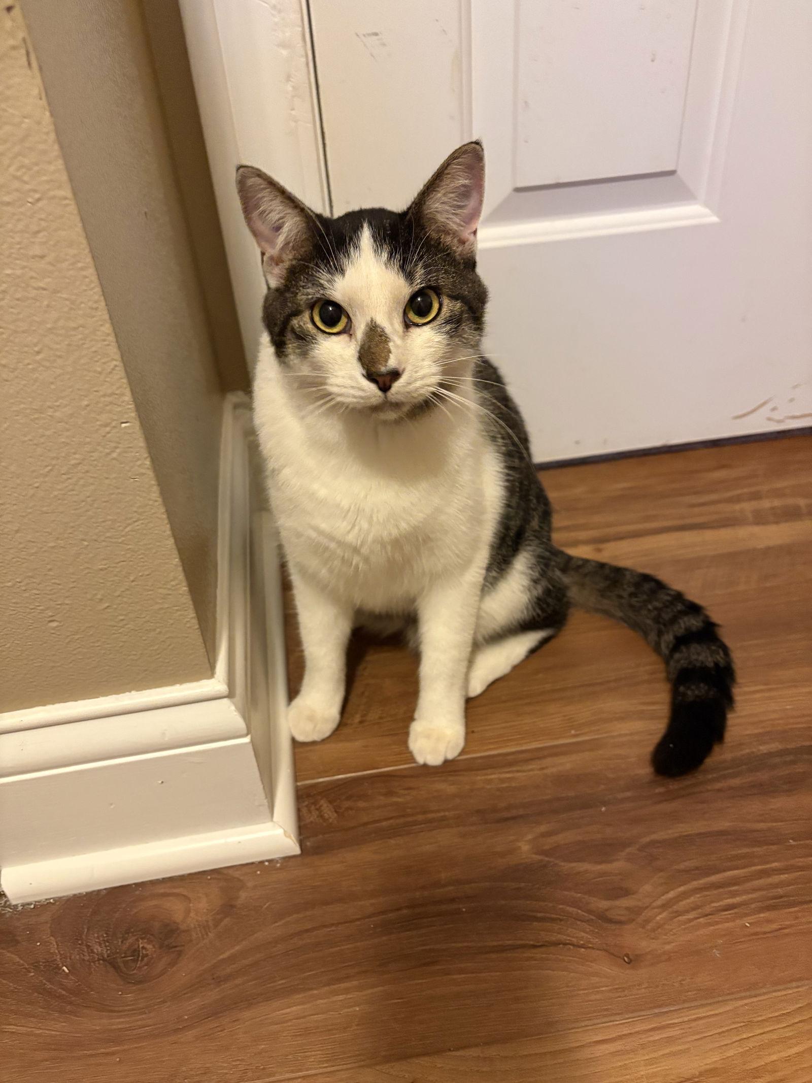 Enlarge Gucci, a Adoptable Domestic Short Hair in West Des Moines, IA image 2/3