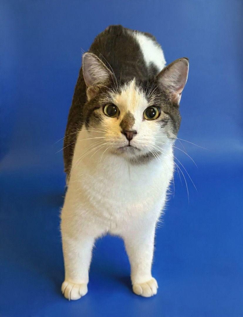 Enlarge Gucci, a Adoptable Domestic Short Hair in West Des Moines, IA image 3/3