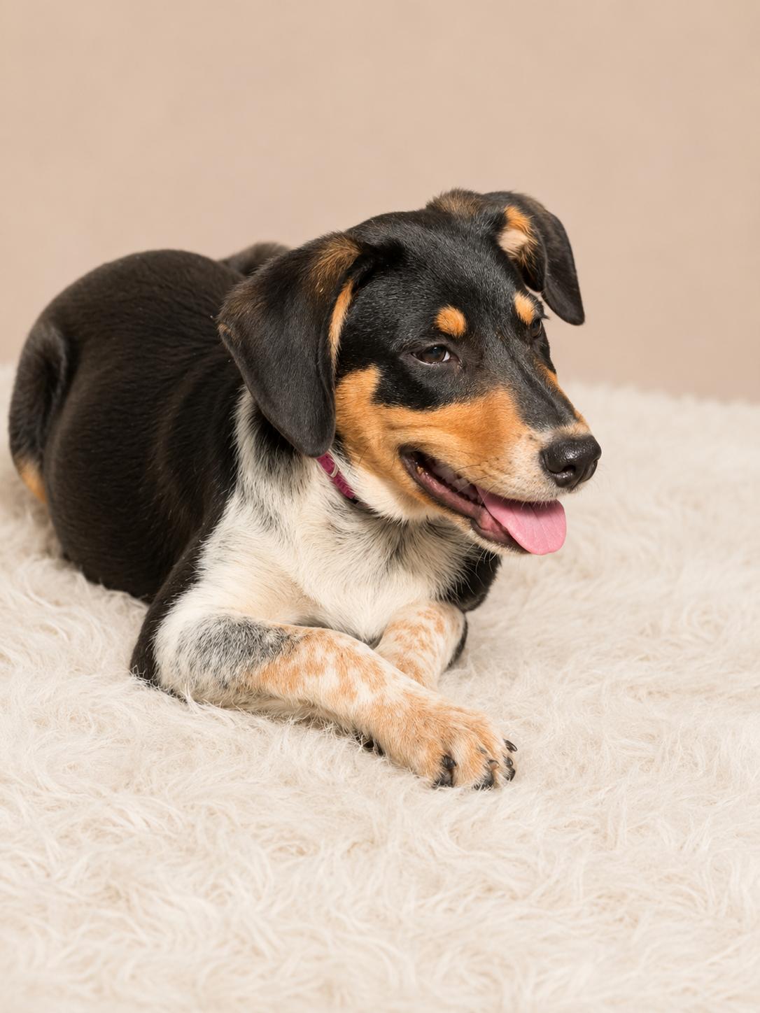 Ruby, Adopted, Young Female Australian Shepherd.
