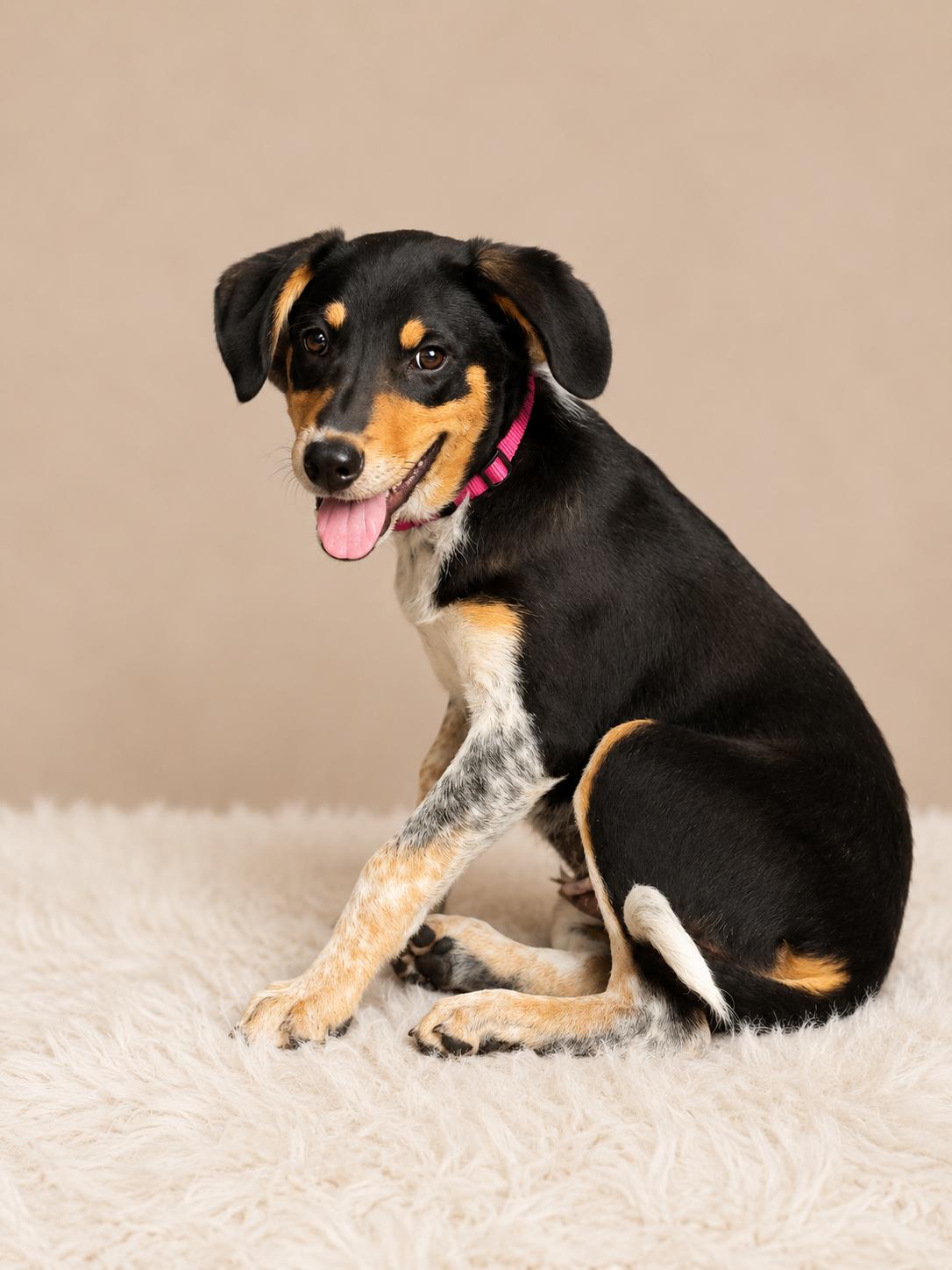 Ruby, a Adopted Australian Shepherd in Nashville, TN image 3/3