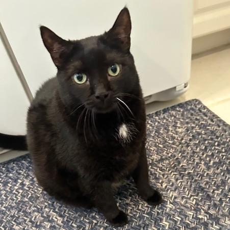 Cici, Adoptable, Senior Female Domestic Short Hair.