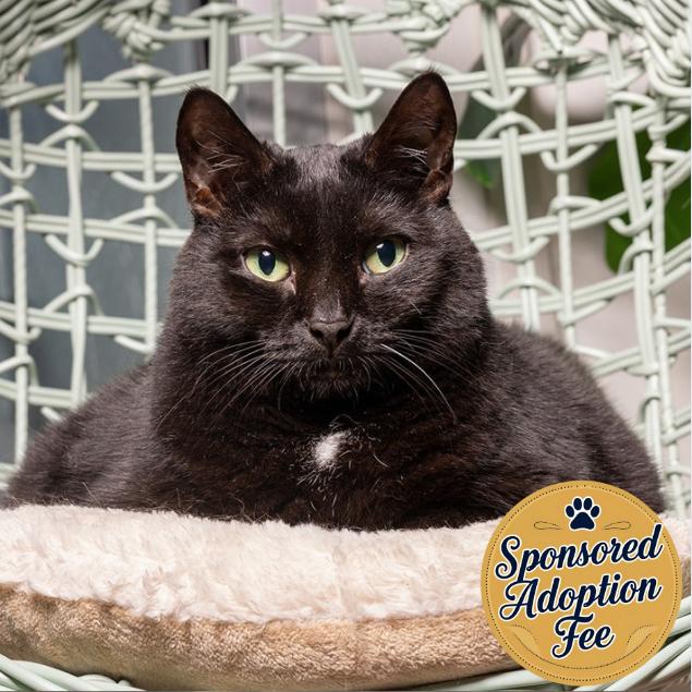 Enlarge Cici, a Adoptable Domestic Short Hair in Jupiter, FL image 2/5