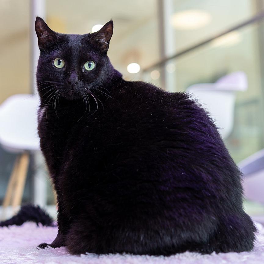 Enlarge Cici, a Adoptable Domestic Short Hair in Jupiter, FL image 3/5