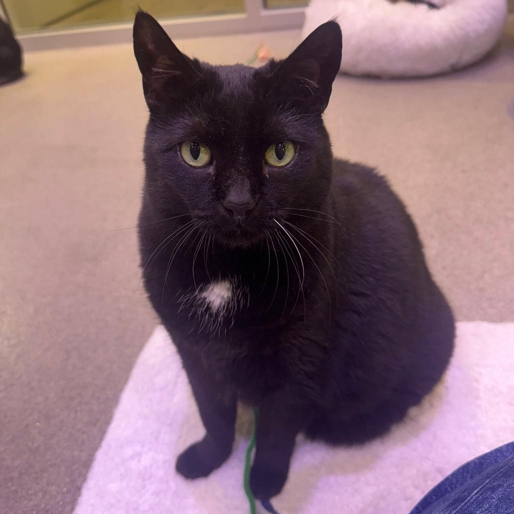 Enlarge Cici, a Adoptable Domestic Short Hair in Jupiter, FL image 4/5