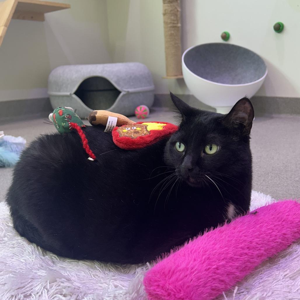 Enlarge Cici, a Adoptable Domestic Short Hair in Jupiter, FL image 5/5