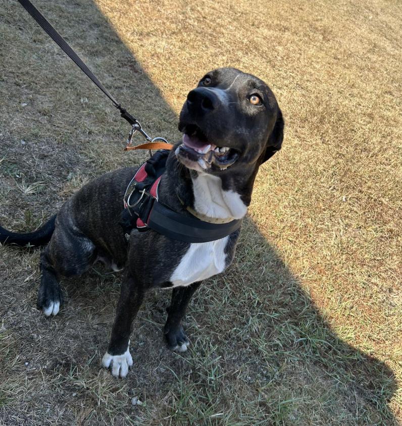 Bashful, Adoptable, Young Male American Staffordshire Terrier.