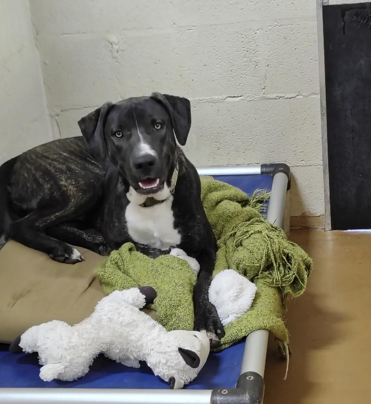 Bashful, a Adoptable mixed breed in Marble Falls, TX image 2/5