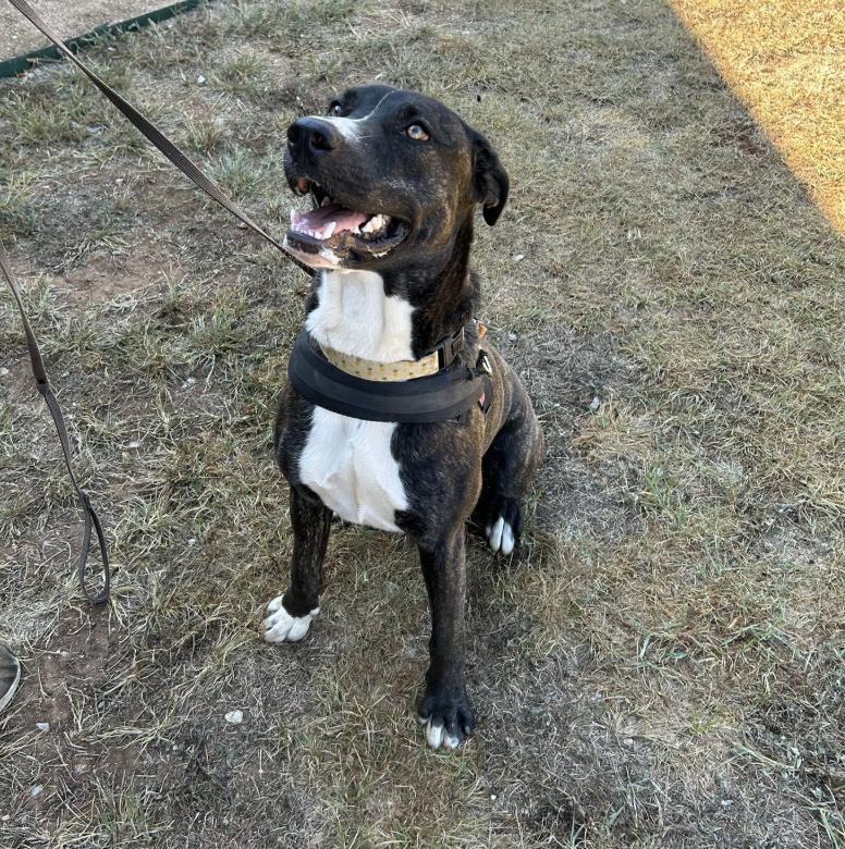 Bashful, a Adoptable mixed breed in Marble Falls, TX image 3/5