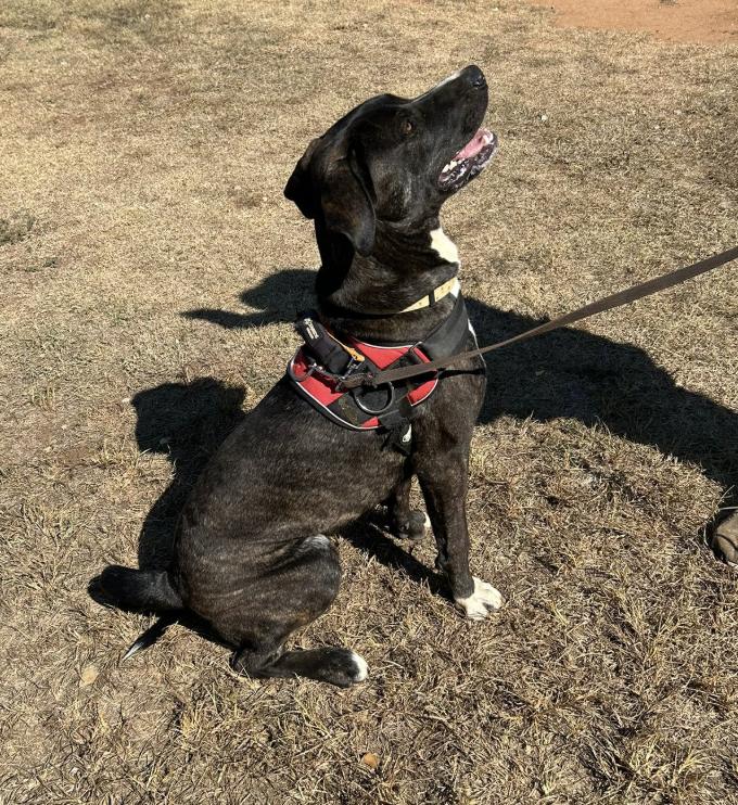 Bashful, a Adoptable mixed breed in Marble Falls, TX image 4/5