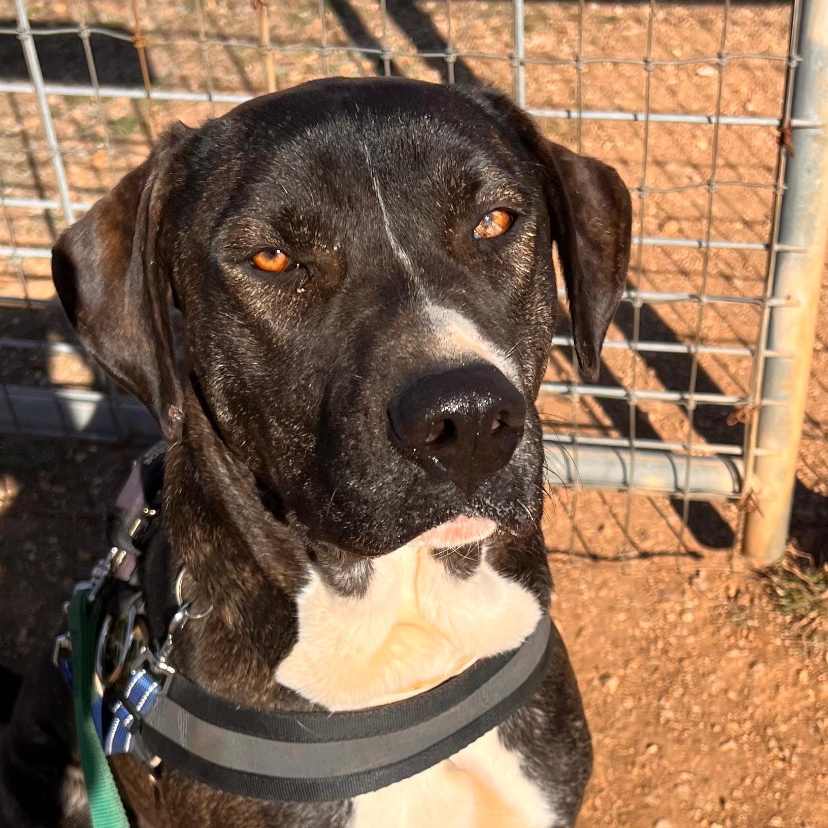 Enlarge Bashful, a Adoptable mixed breed in Marble Falls, TX image 1/3