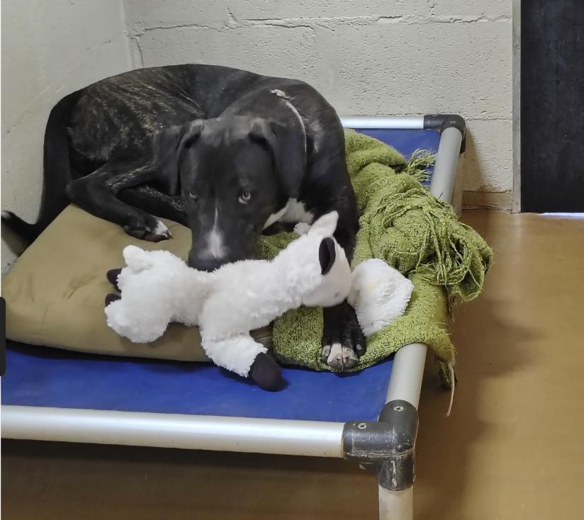 Bashful, a Adoptable mixed breed in Marble Falls, TX image 5/5