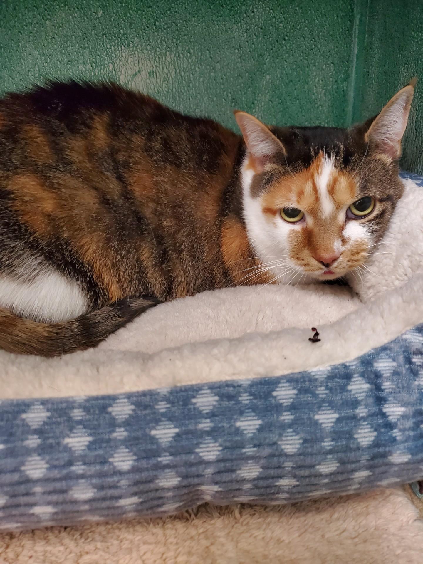 Lily, a ADOPTABLE Domestic Short Hair in Altoona, PA image 1/4