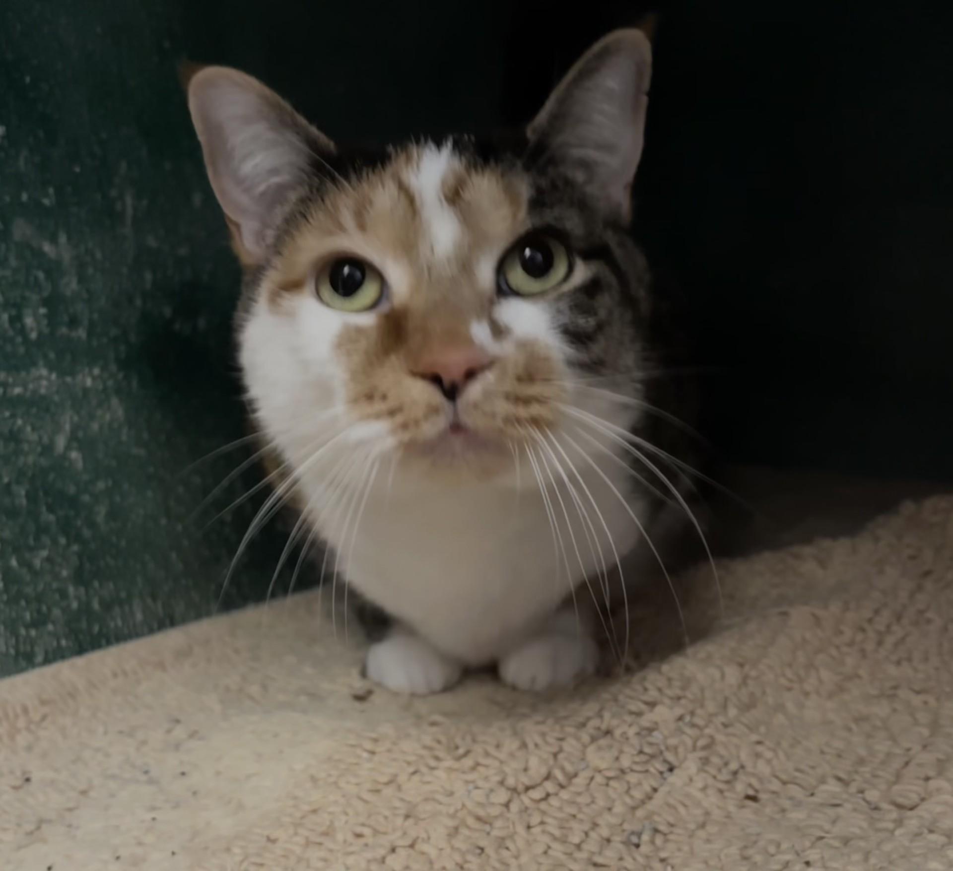 Lily, a ADOPTABLE Domestic Short Hair in Altoona, PA image 3/4