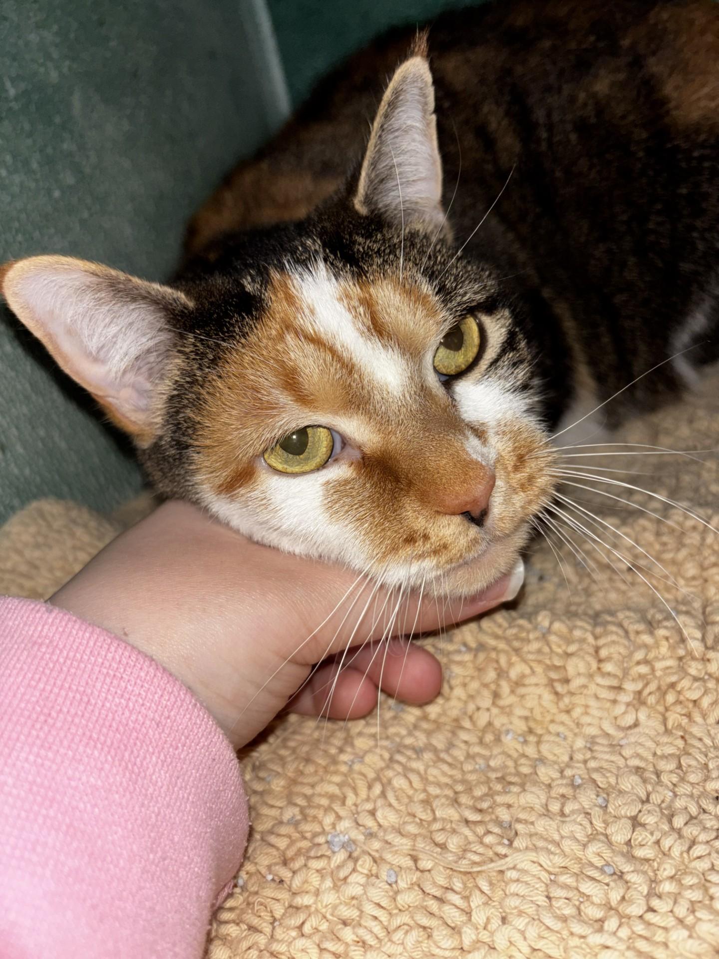 Lily, a ADOPTABLE Domestic Short Hair in Altoona, PA image 2/4